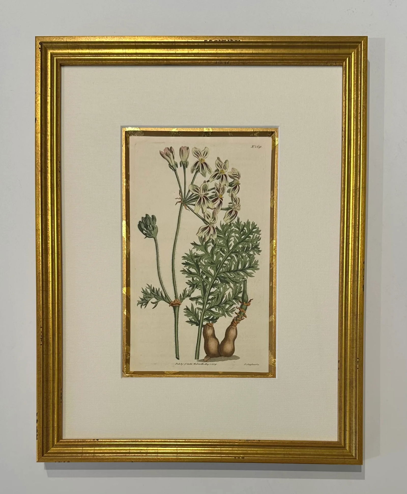 Botanical Set of 9 in Gold Leaf Gesso Mat by Curtis, 1842 (Framed) - 7