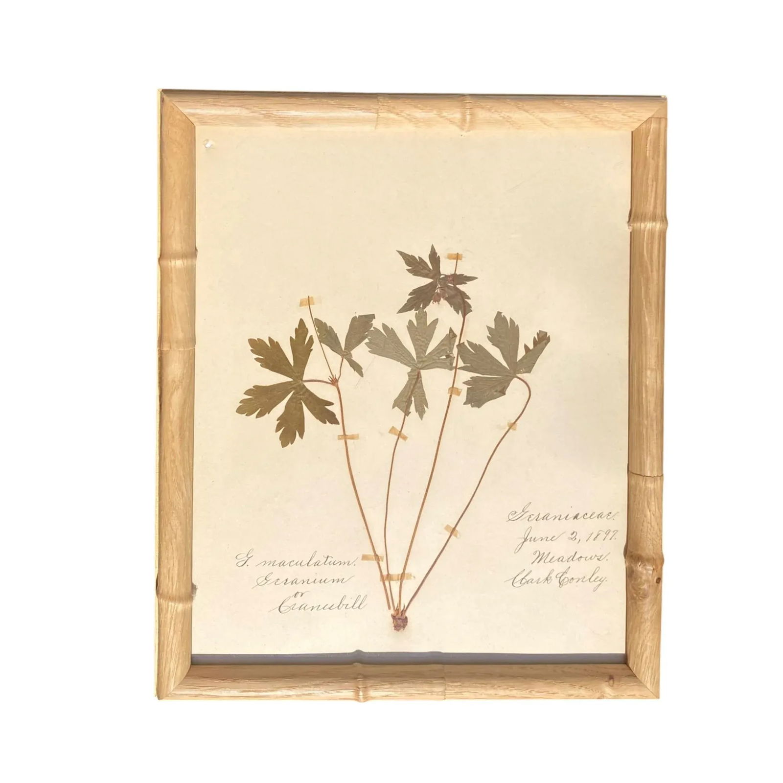 Antique Herbarium Botanicals, 1897 "” Set of 10 - 10