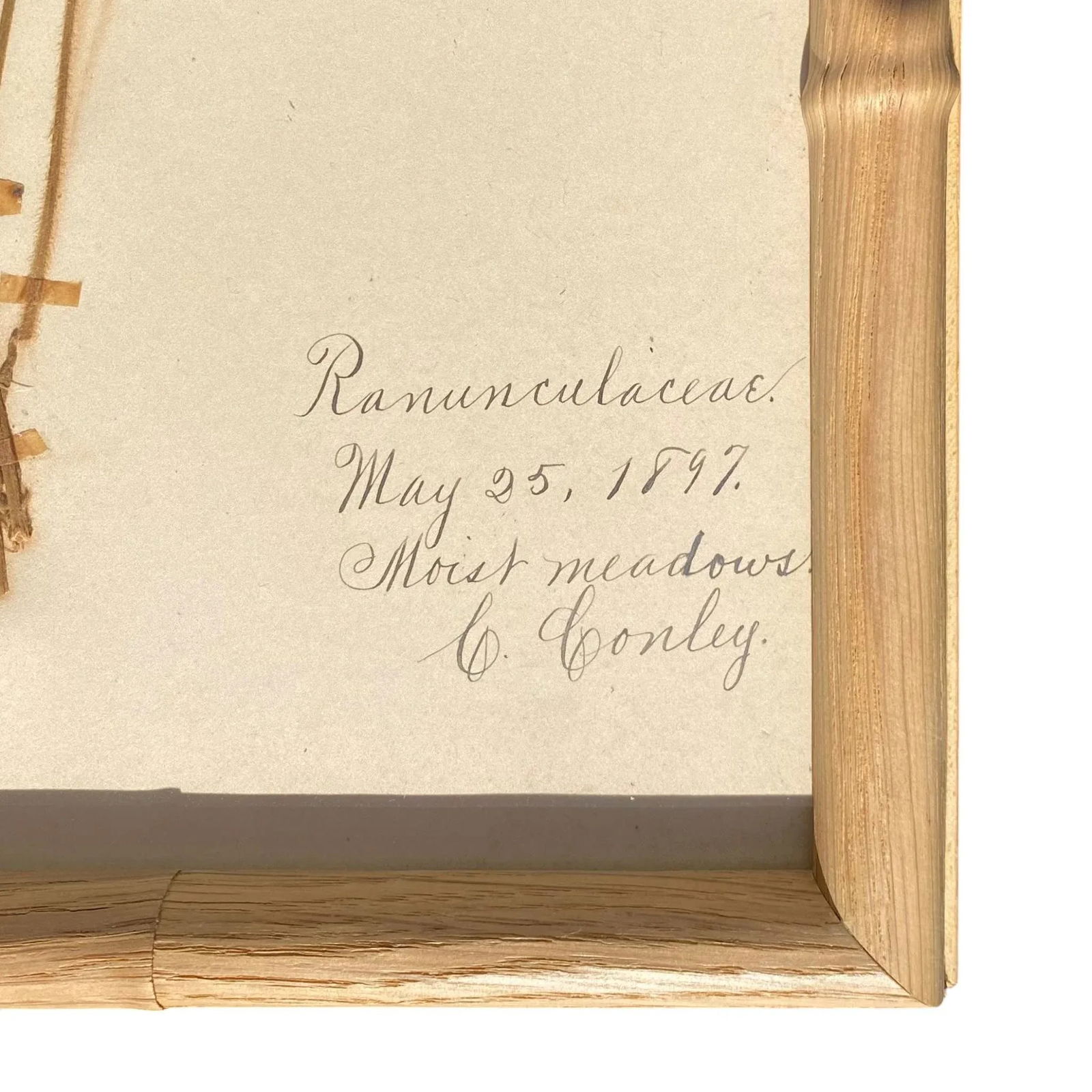 Antique Herbarium Botanicals, 1897 "” Set of 10 - 12