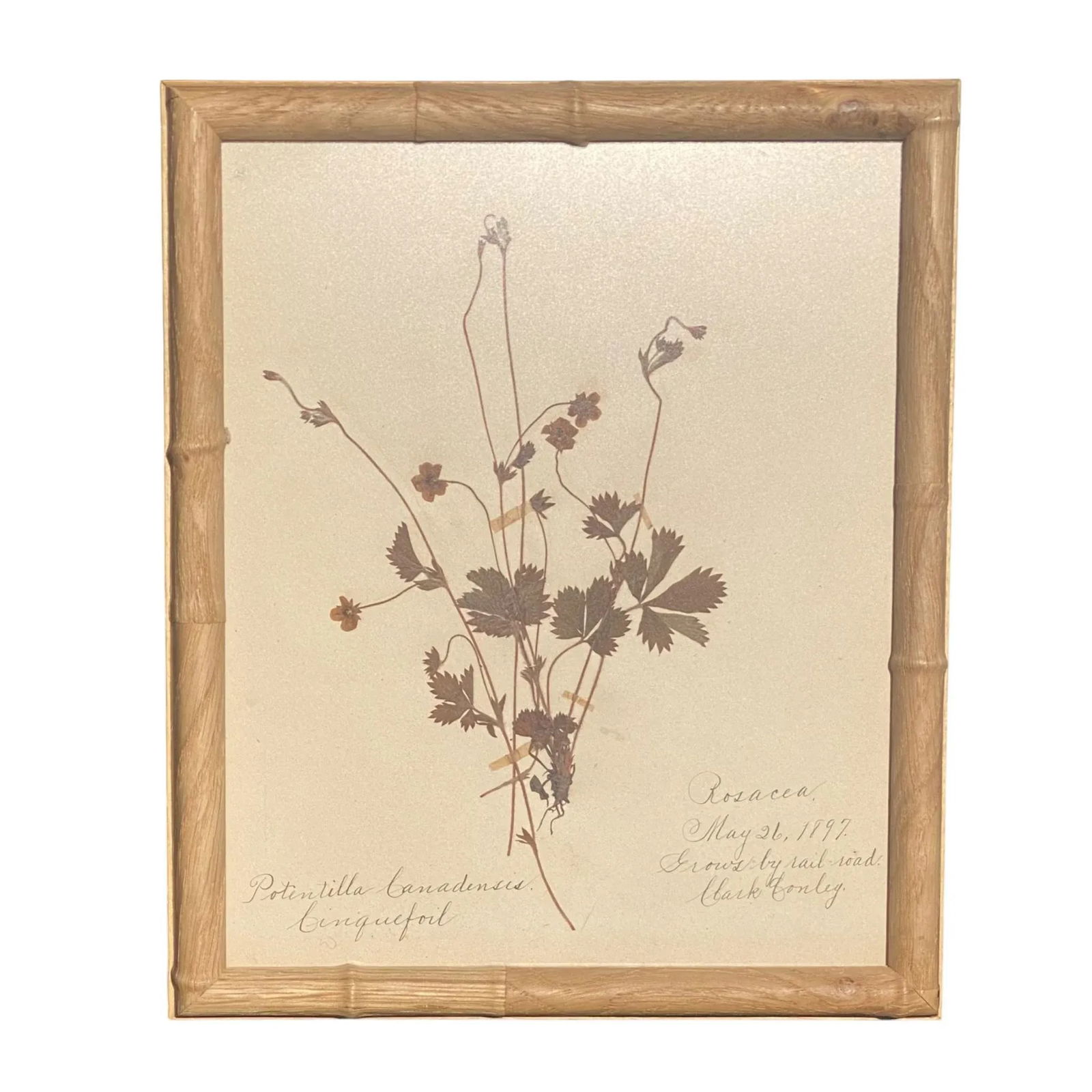 Antique Herbarium Botanicals, 1897 "” Set of 10 - 13