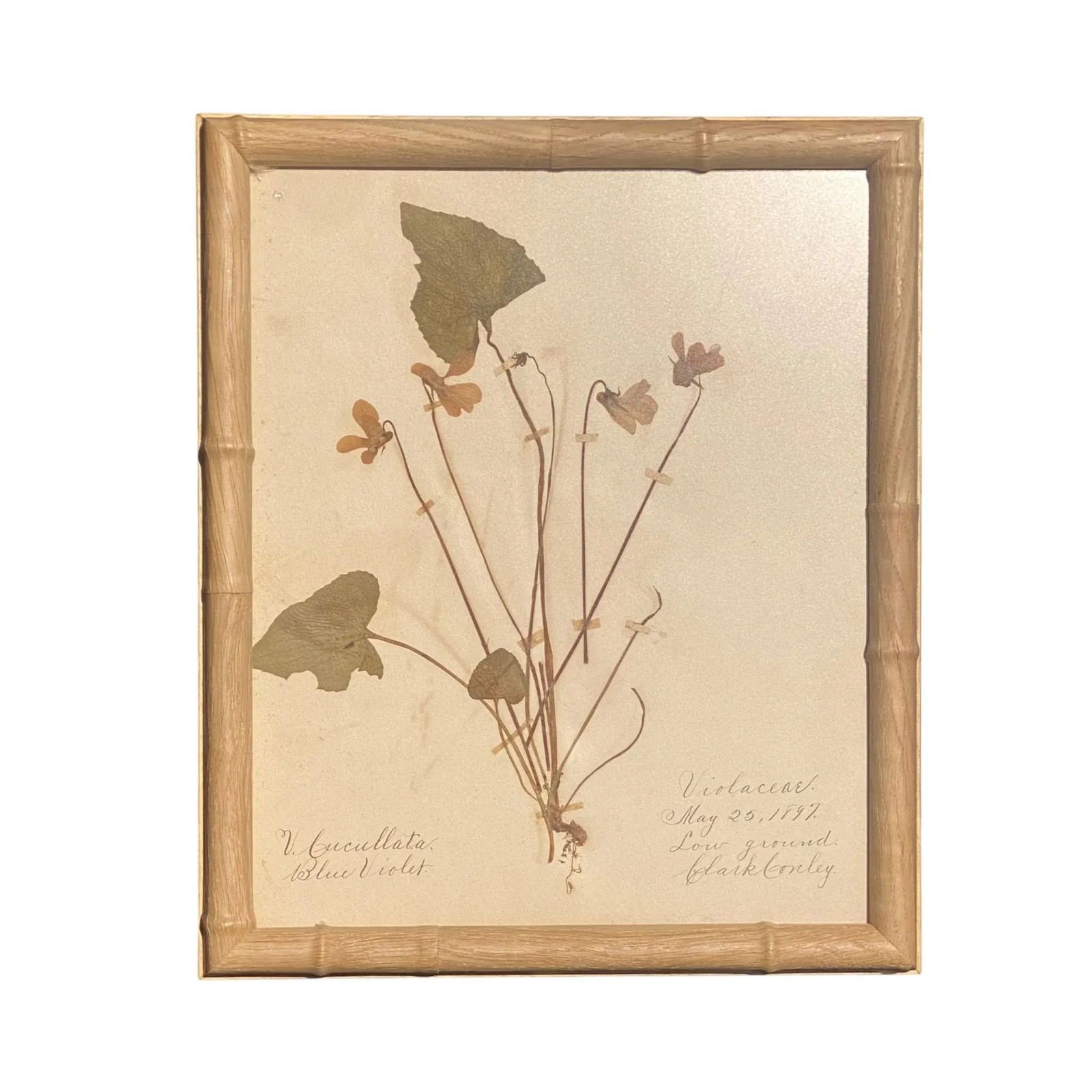 Antique Herbarium Botanicals, 1897 "” Set of 10 - 14