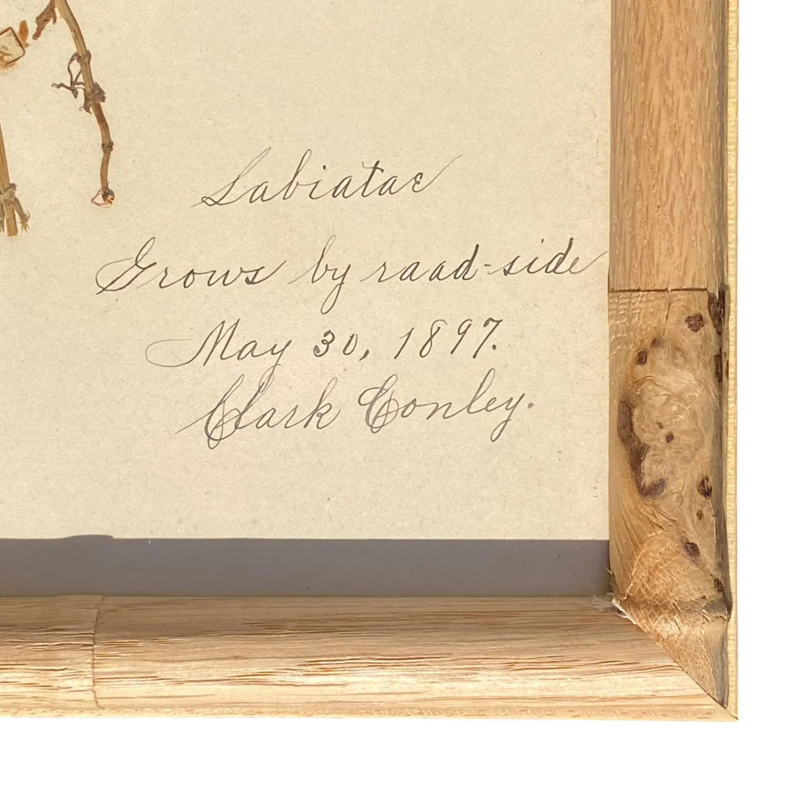 Antique Herbarium Botanicals, 1897 "” Set of 10 - 15