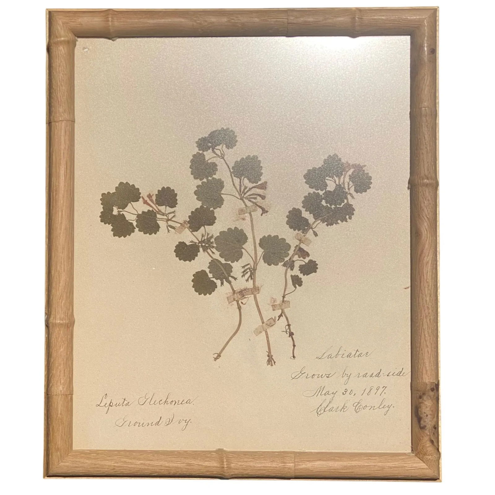 Antique Herbarium Botanicals, 1897 "” Set of 10 - 16