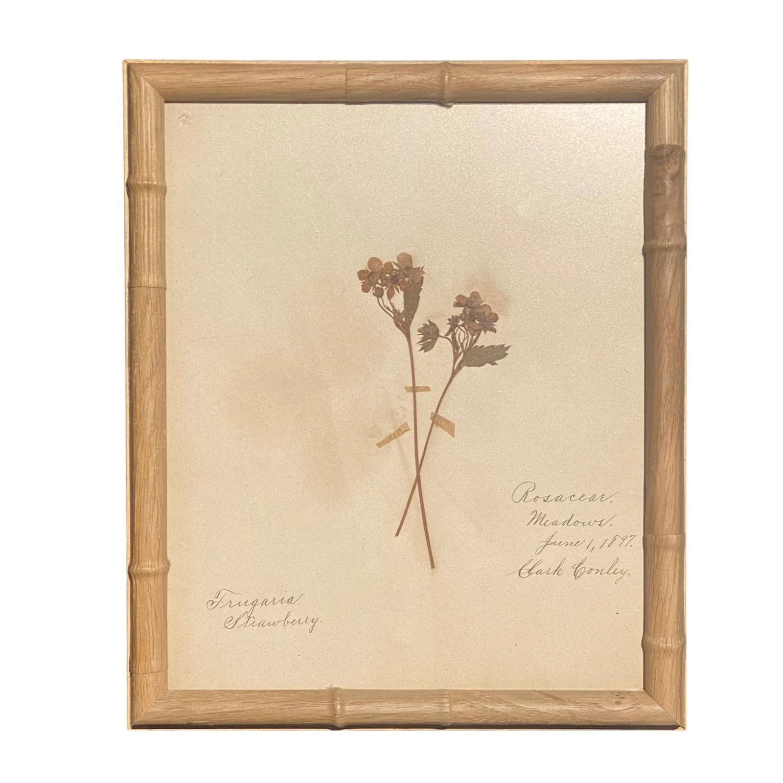 Antique Herbarium Botanicals, 1897 "” Set of 10 - 17