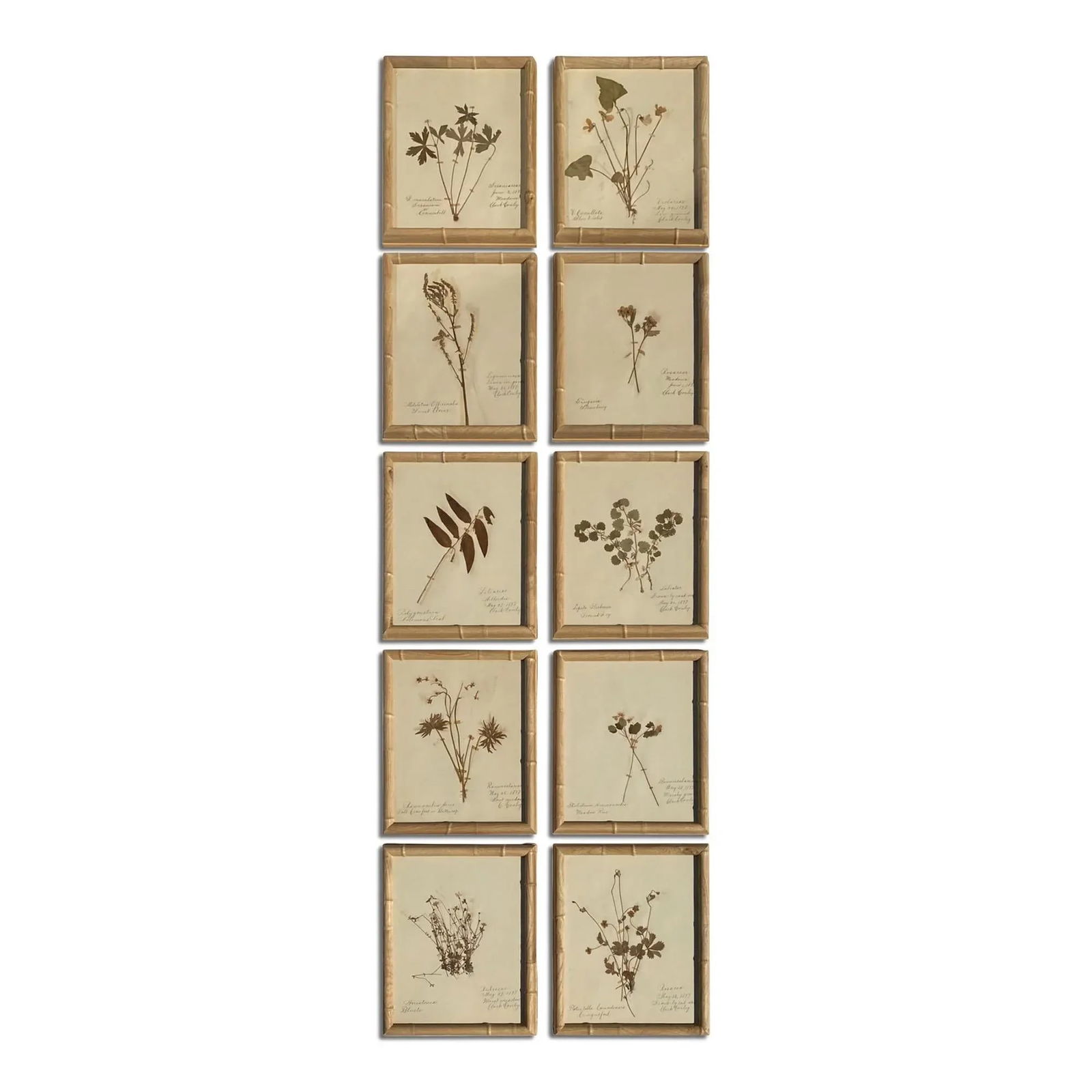 Antique Herbarium Botanicals, 1897 "” Set of 10 - 2