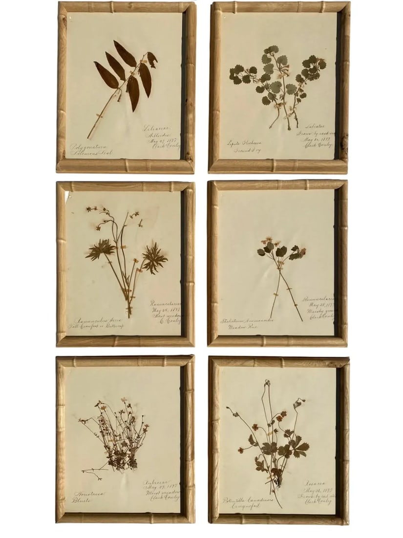 Antique Herbarium Botanicals, 1897 "” Set of 10 - 4