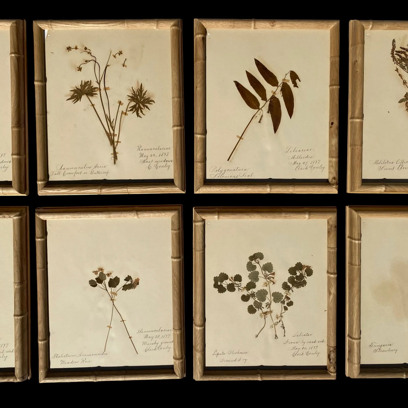 Antique Herbarium Botanicals, 1897 "” Set of 10 - 6