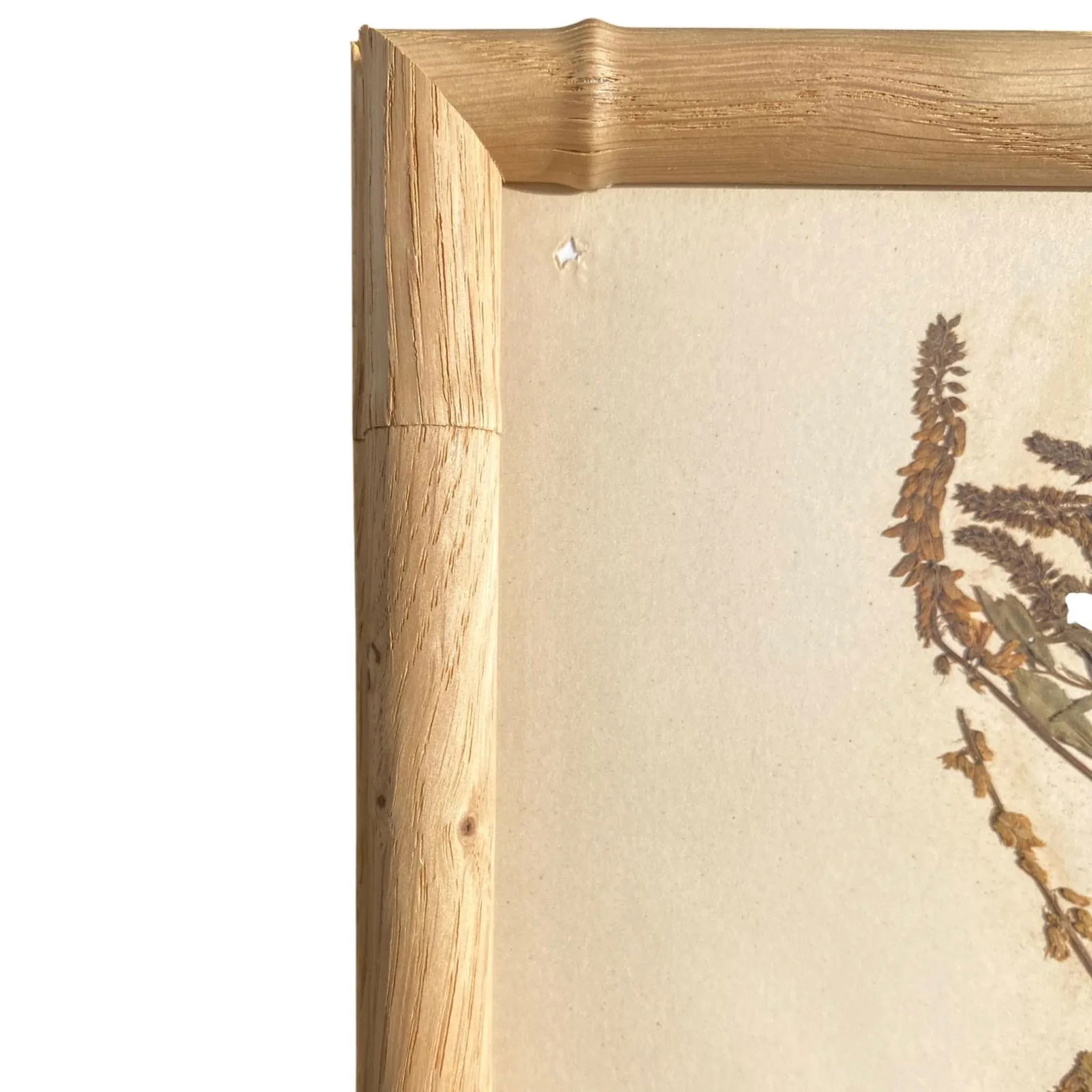 Antique Herbarium Botanicals, 1897 "” Set of 10 - 7