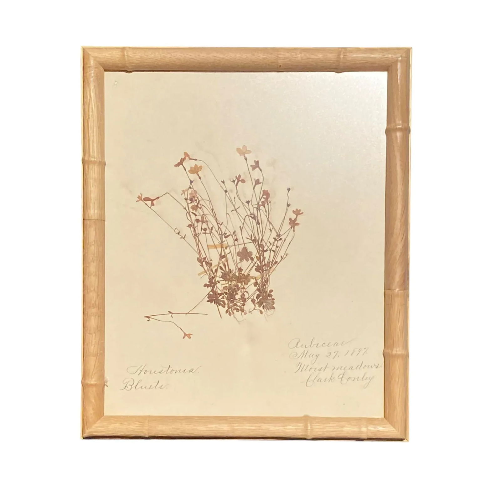 Antique Herbarium Botanicals, 1897 "” Set of 10 - 8