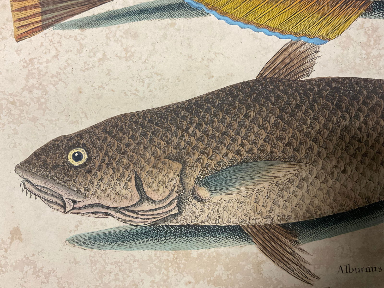 Mark Catesby Engraving, "Puddingwife Wrasse and Carolina Whiting Fish" - 10