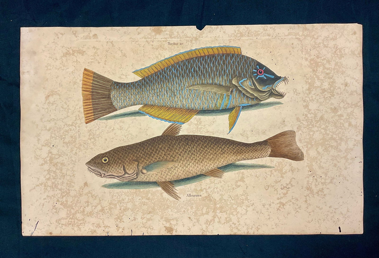 Mark Catesby Engraving, "Puddingwife Wrasse and Carolina Whiting Fish" - 11