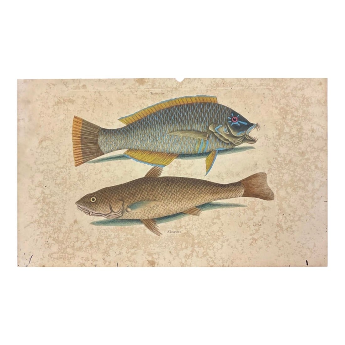 Mark Catesby Engraving, "Puddingwife Wrasse and Carolina Whiting Fish": Mark Catesby (British, 1683-1749) Engraving of "Puddingwife Wrasse and a Carolina Whiting Fish". Catesby was a highly celebrated naturalist and artist of the period. His hand-colored engravings are