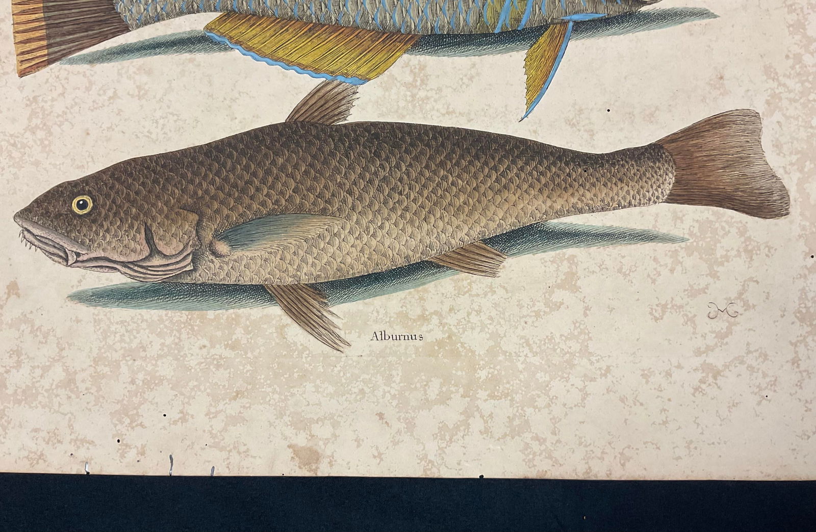 Mark Catesby Engraving, "Puddingwife Wrasse and Carolina Whiting Fish" - 3