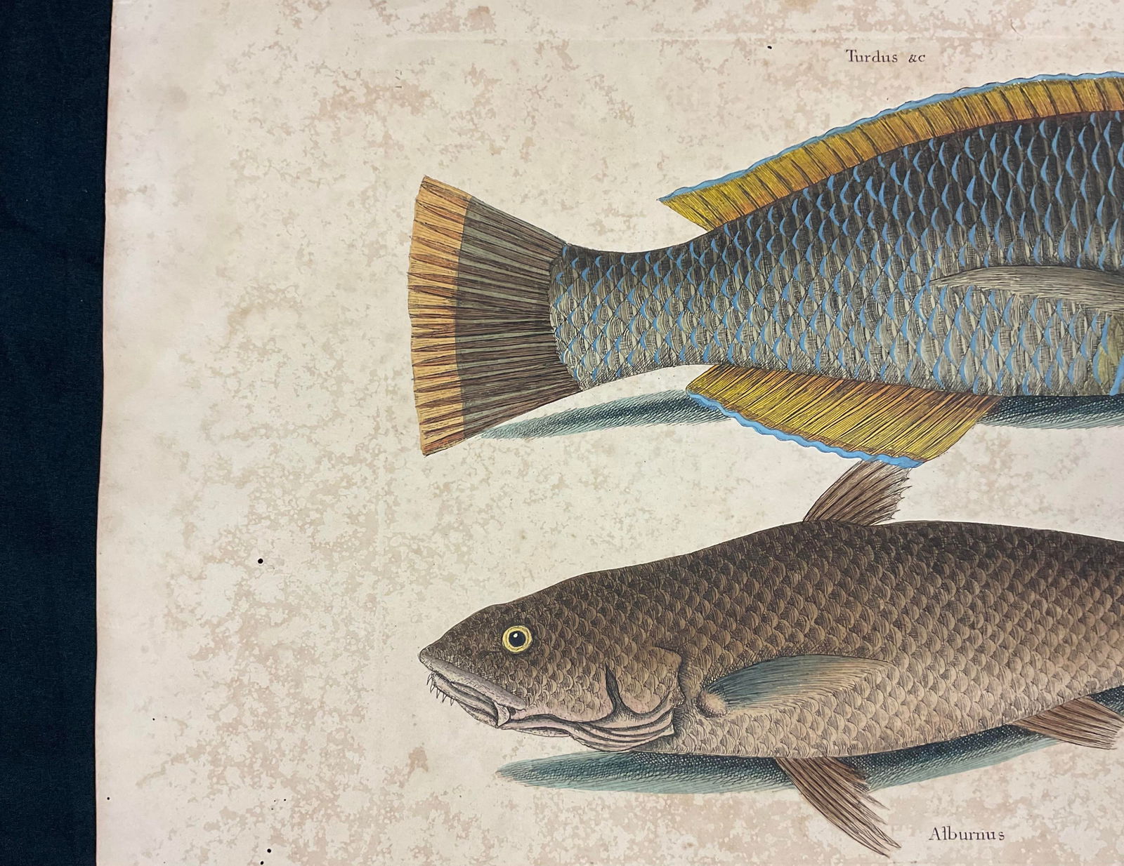 Mark Catesby Engraving, "Puddingwife Wrasse and Carolina Whiting Fish" - 6