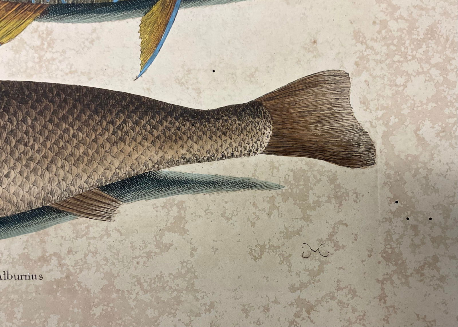 Mark Catesby Engraving, "Puddingwife Wrasse and Carolina Whiting Fish" - 7