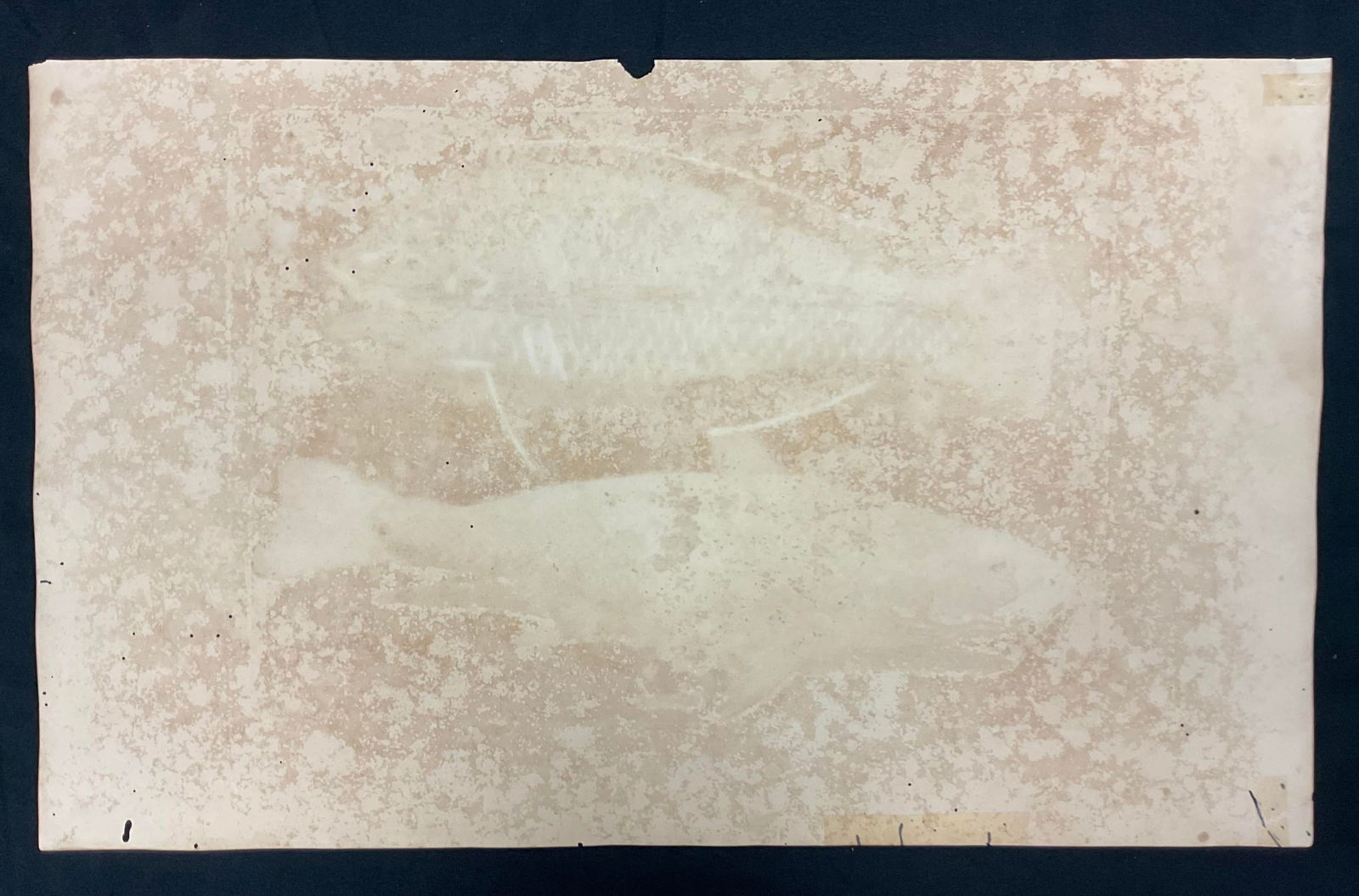 Mark Catesby Engraving, "Puddingwife Wrasse and Carolina Whiting Fish" - 8