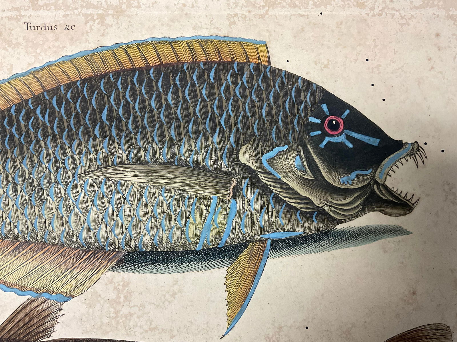 Mark Catesby Engraving, "Puddingwife Wrasse and Carolina Whiting Fish" - 9