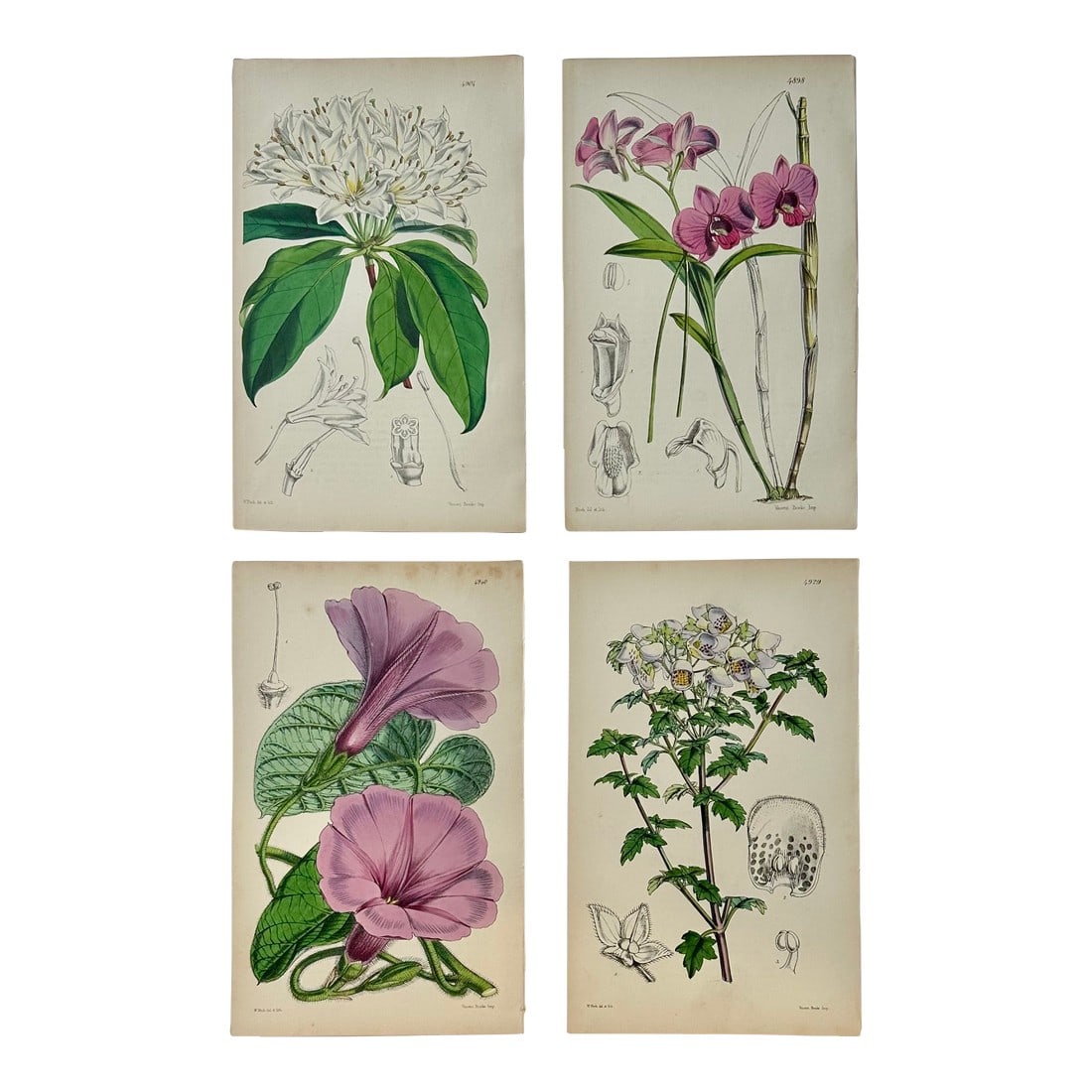 Original Botanical Engravings by William Curtis, 1816 (Set of 4): Set of 4 original copper engraving botanicals by William Curtis. Unframed. Dimensions: 6" x 9.5" each print, and 20" x 26" for a set of 4. Excellent condition. Features a white rhododendron, pink