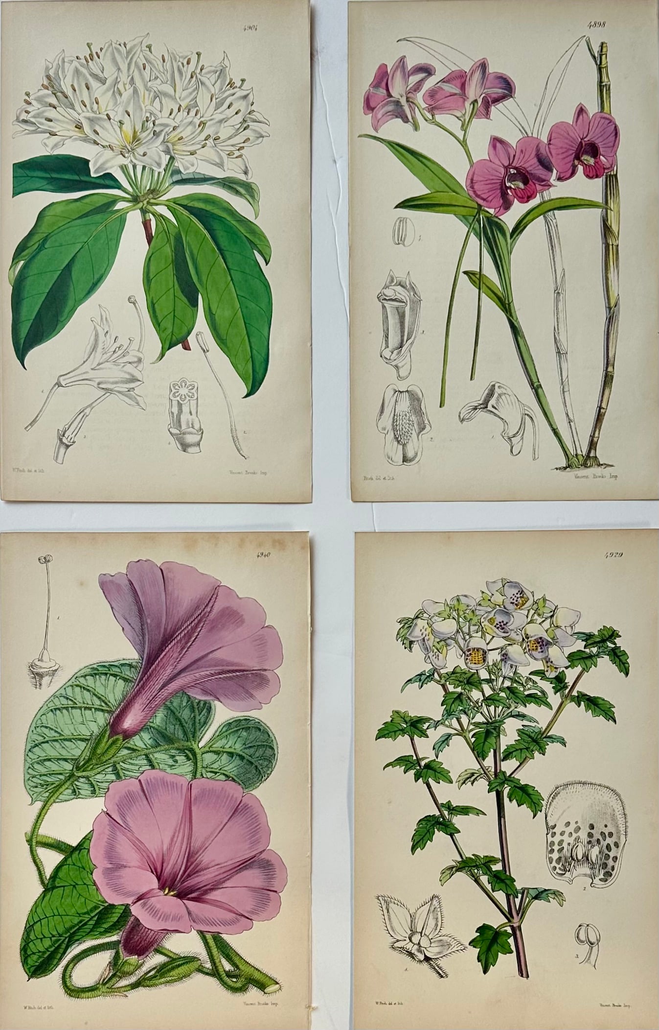 Original Botanical Engravings by William Curtis, 1816 (Set of 4) - 2