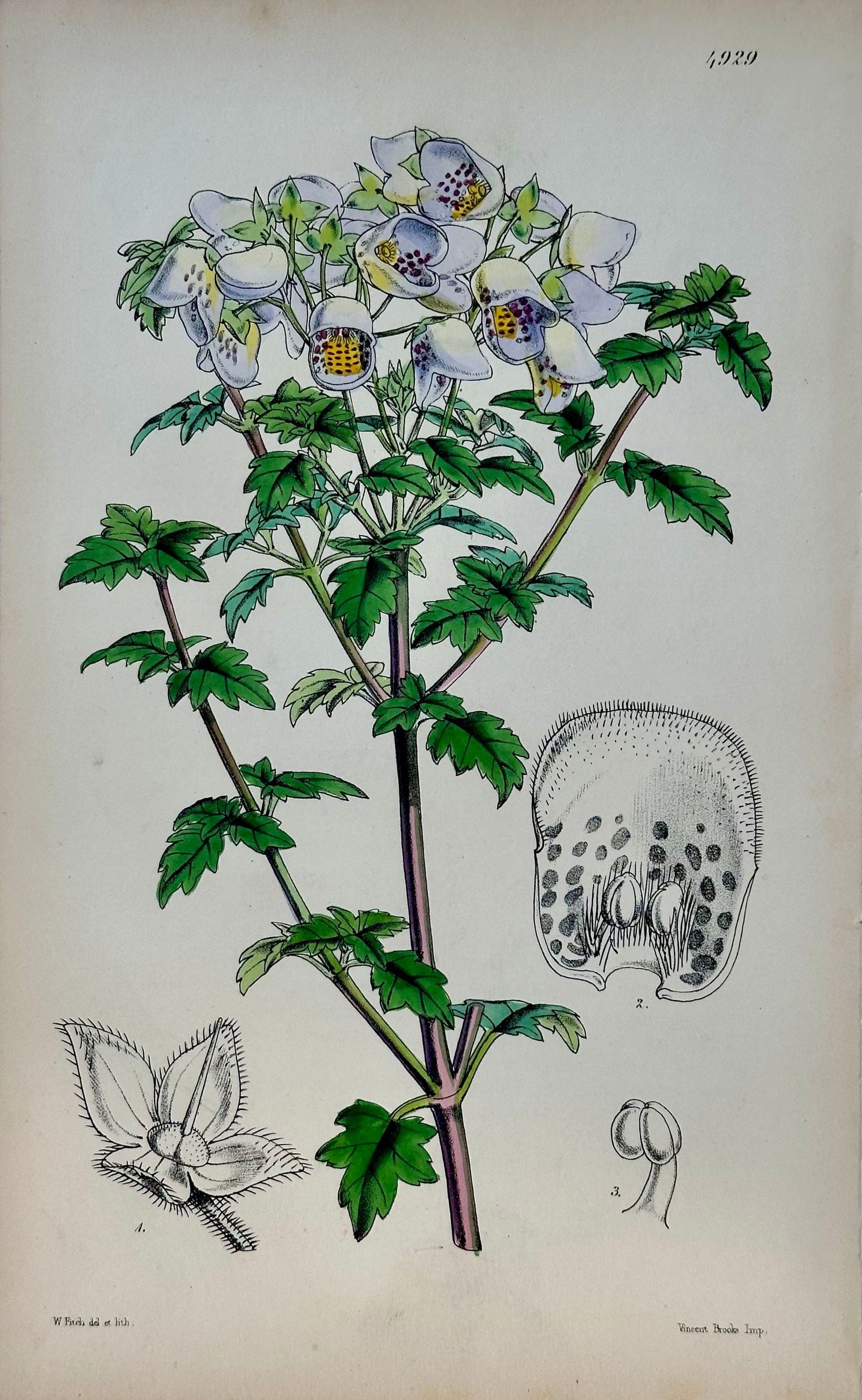 Original Botanical Engravings by William Curtis, 1816 (Set of 4) - 3