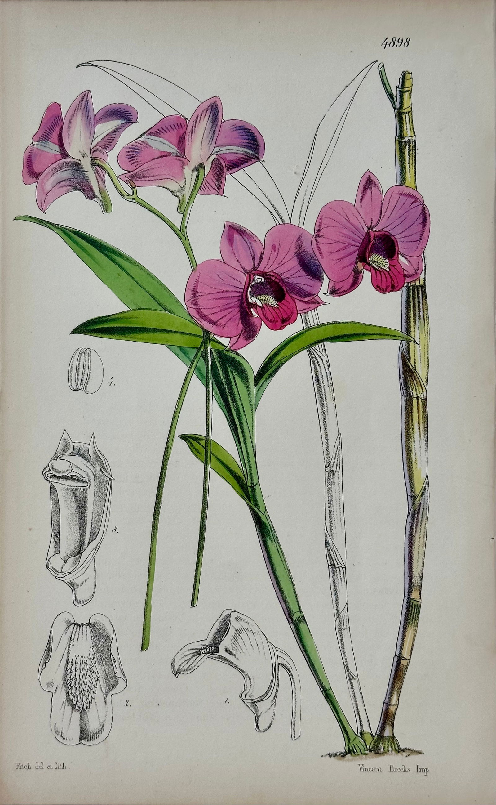 Original Botanical Engravings by William Curtis, 1816 (Set of 4) - 4