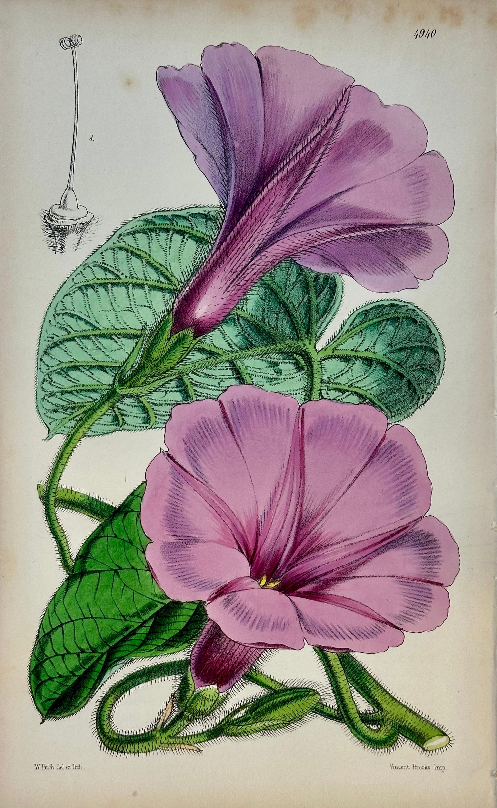 Original Botanical Engravings by William Curtis, 1816 (Set of 4) - 5