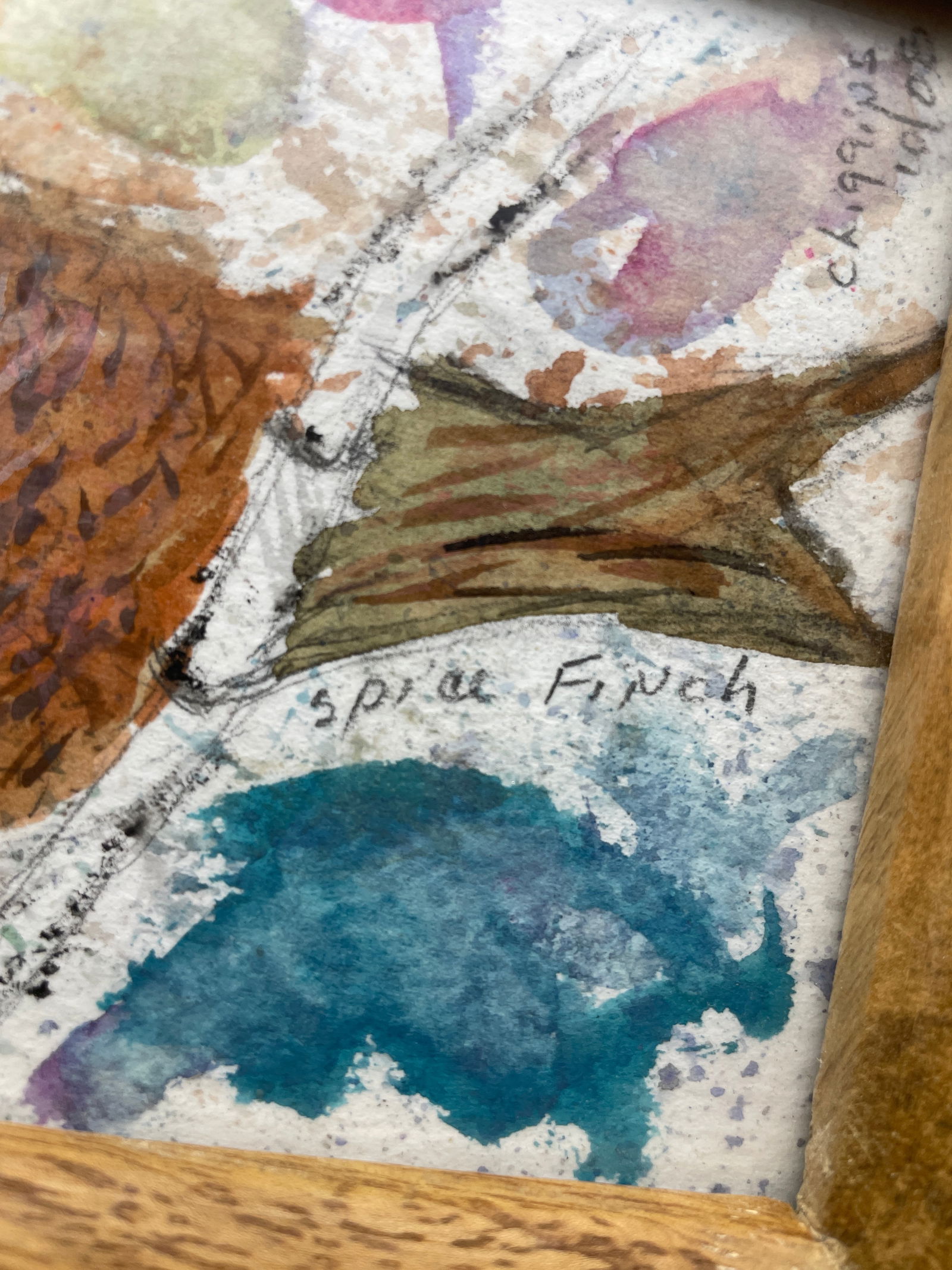 Original Painting Spice Finch Framed Signed C. HIGGINS - 3