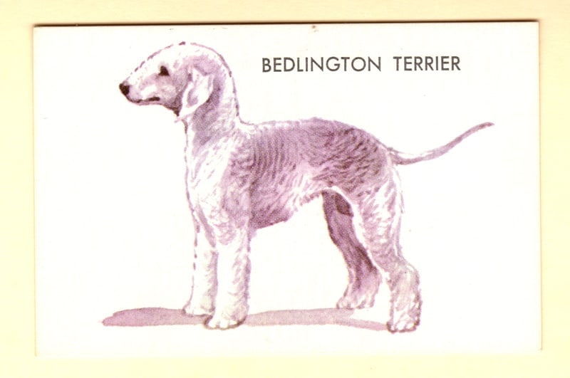 Bedlington Terrier Trade Card: Title: Bedlington Terrier Trade CardDimension: 2 1/8" tall x 3 1/4" wide.Date: Ca. 1958.Additional Information: Offering a Bedlington Terrier Canadian Trade Card. Description of breed on back of