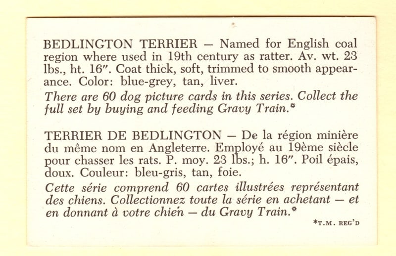 Bedlington Terrier Trade Card - 2