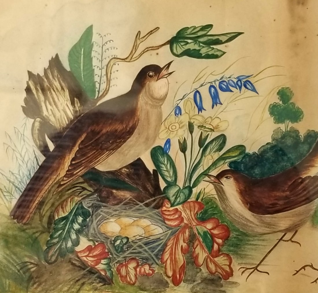 Watercolor of birds, flowers, a nest with eggs - 2