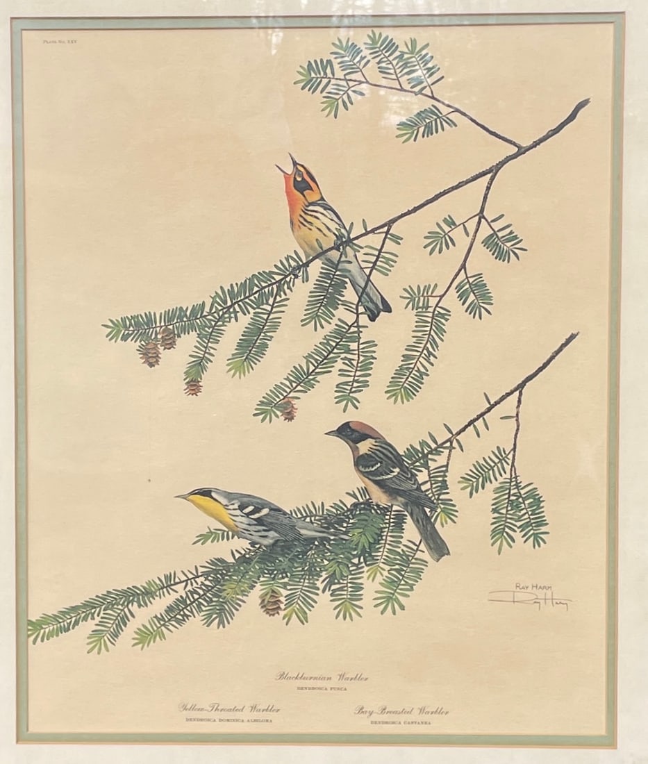 RAY HARM YELLOW THROAT WARBLER,BAY BREASTED & BLACKBURNIAN WARBLER SIGNED FRAMED - 2