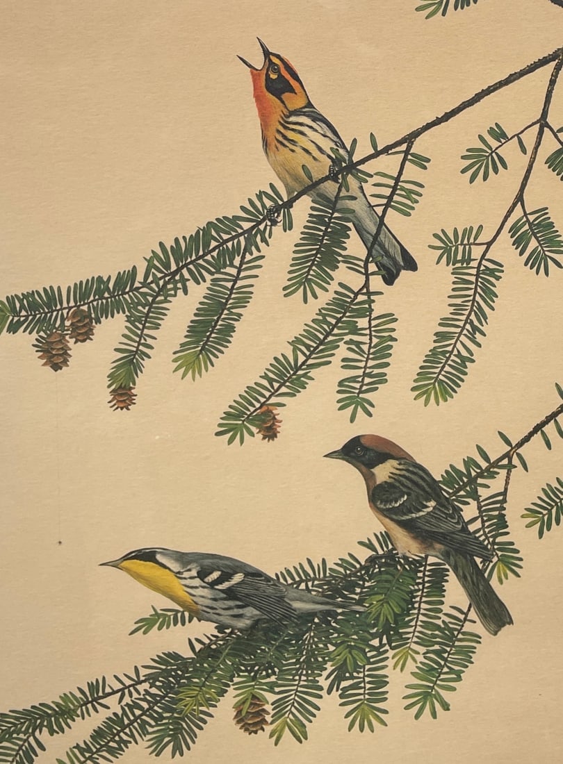 RAY HARM YELLOW THROAT WARBLER,BAY BREASTED & BLACKBURNIAN WARBLER SIGNED FRAMED - 3