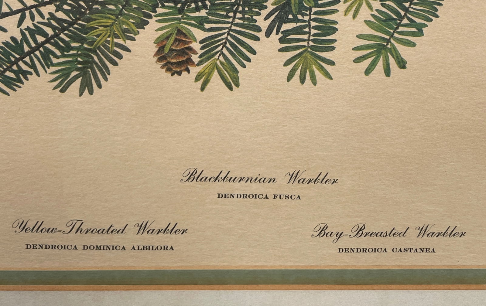 RAY HARM YELLOW THROAT WARBLER,BAY BREASTED & BLACKBURNIAN WARBLER SIGNED FRAMED - 6