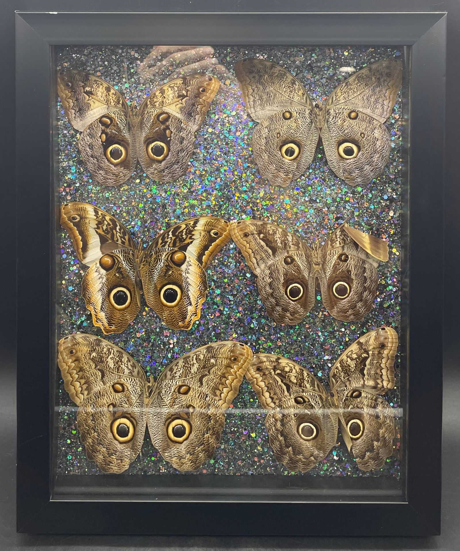 6 Caligo Owl Mimic BUTTERFLY MOUNT FRAMED (1 of 8)