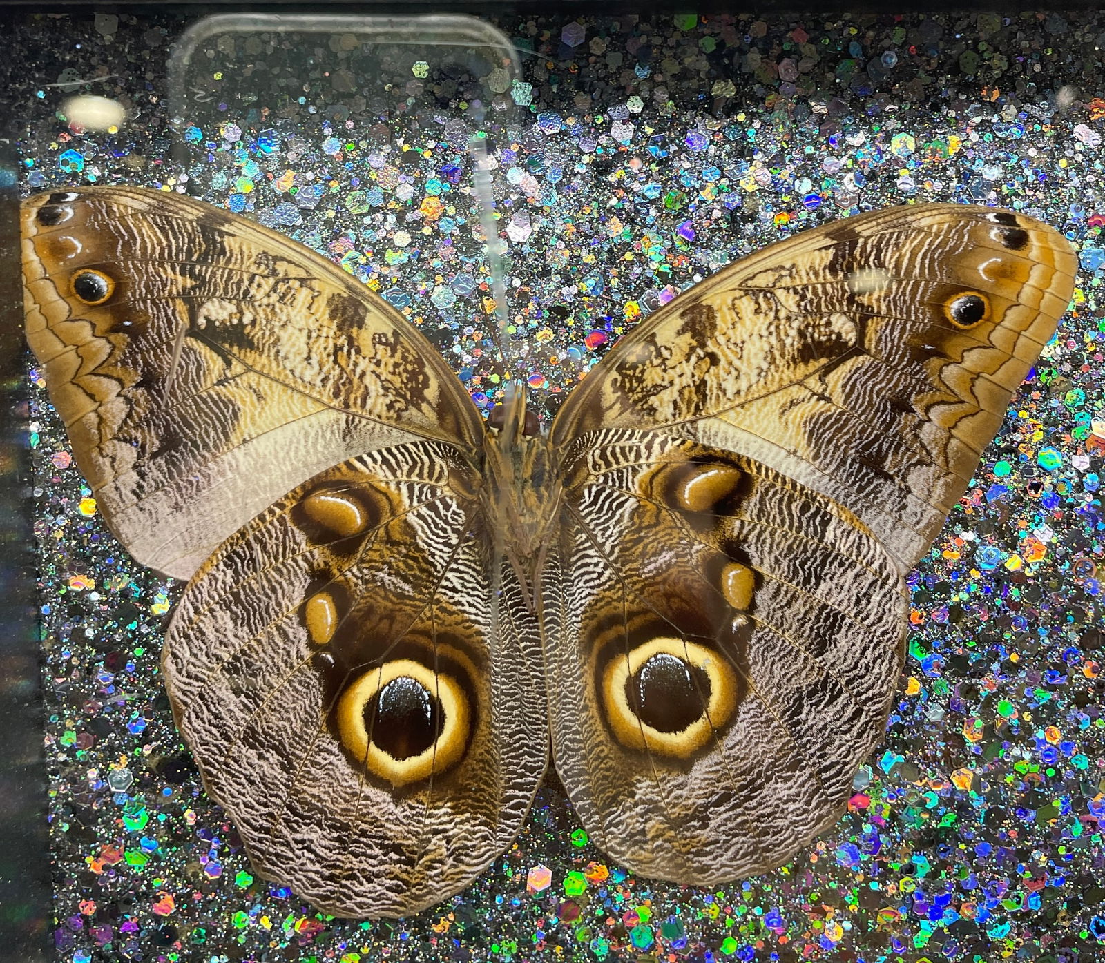 6 Caligo Owl Mimic BUTTERFLY MOUNT FRAMED - 2