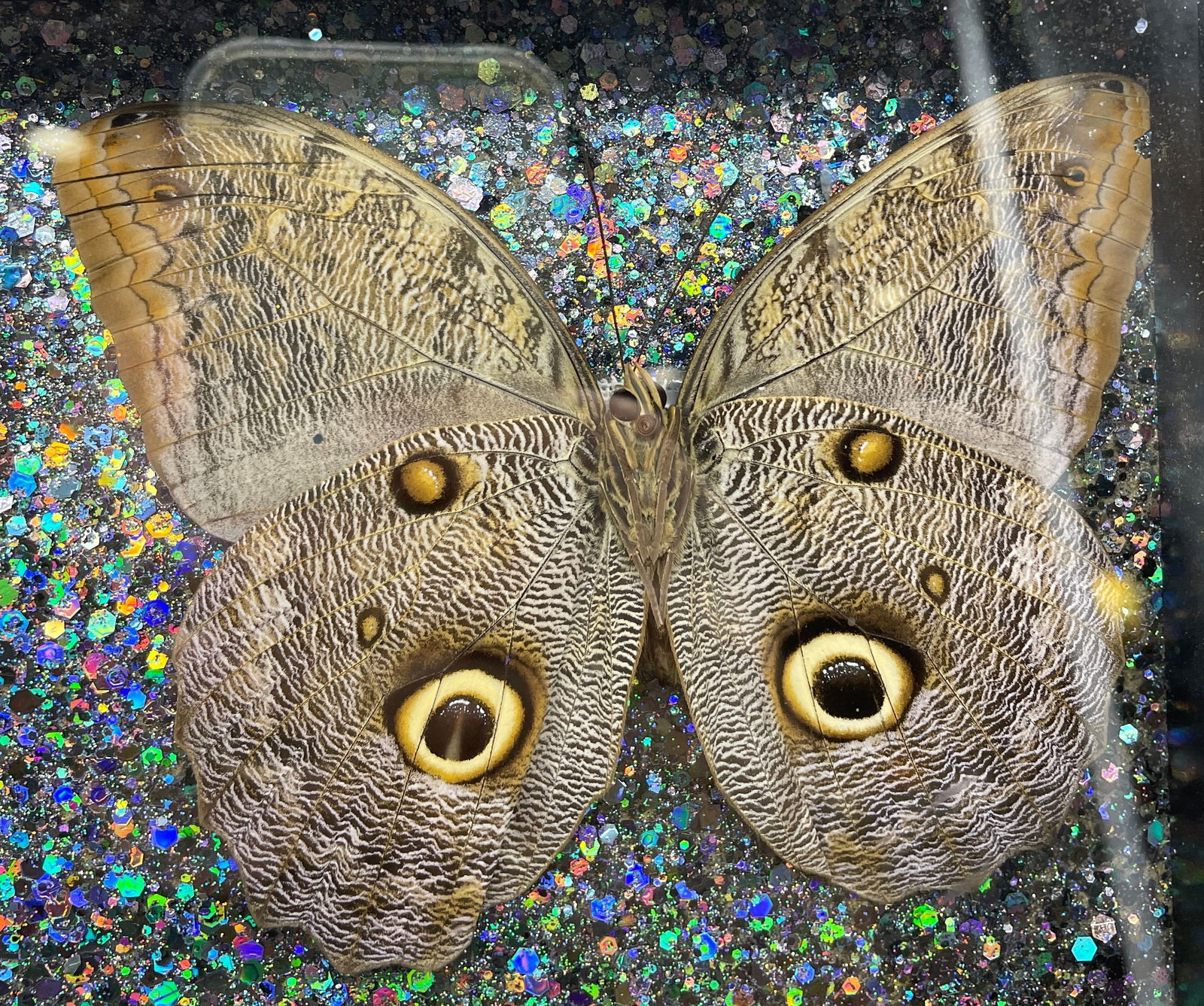 6 Caligo Owl Mimic BUTTERFLY MOUNT FRAMED - 3