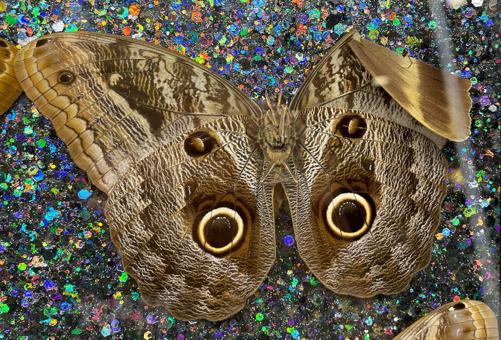 6 Caligo Owl Mimic BUTTERFLY MOUNT FRAMED - 4