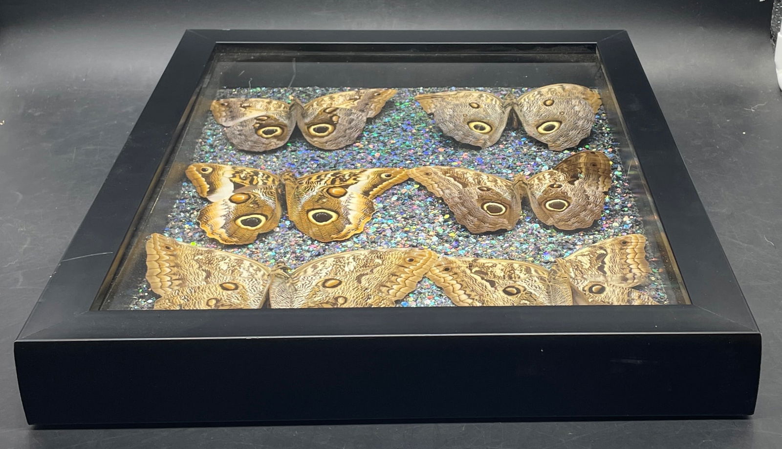 6 Caligo Owl Mimic BUTTERFLY MOUNT FRAMED - 5