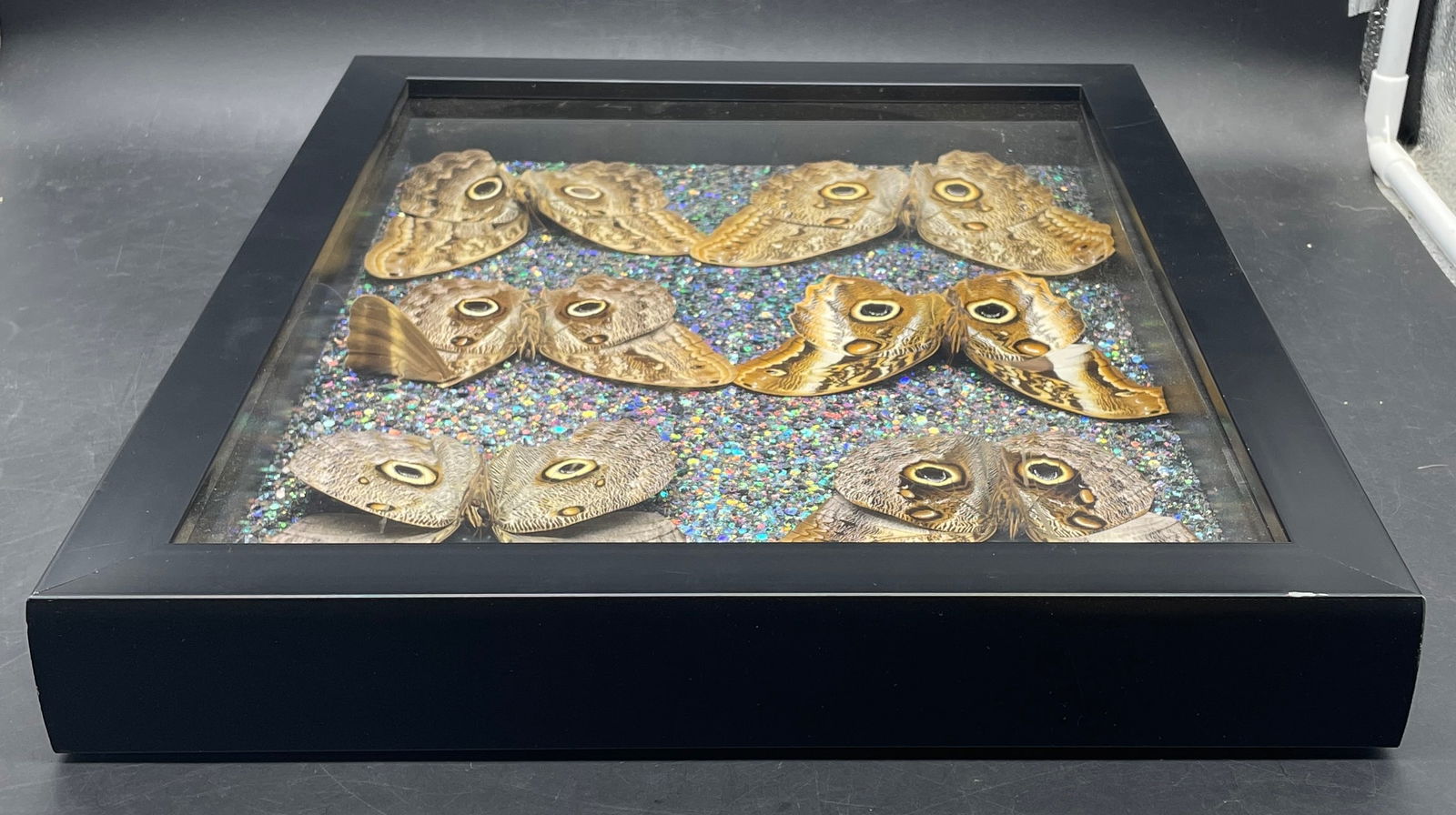 6 Caligo Owl Mimic BUTTERFLY MOUNT FRAMED - 6