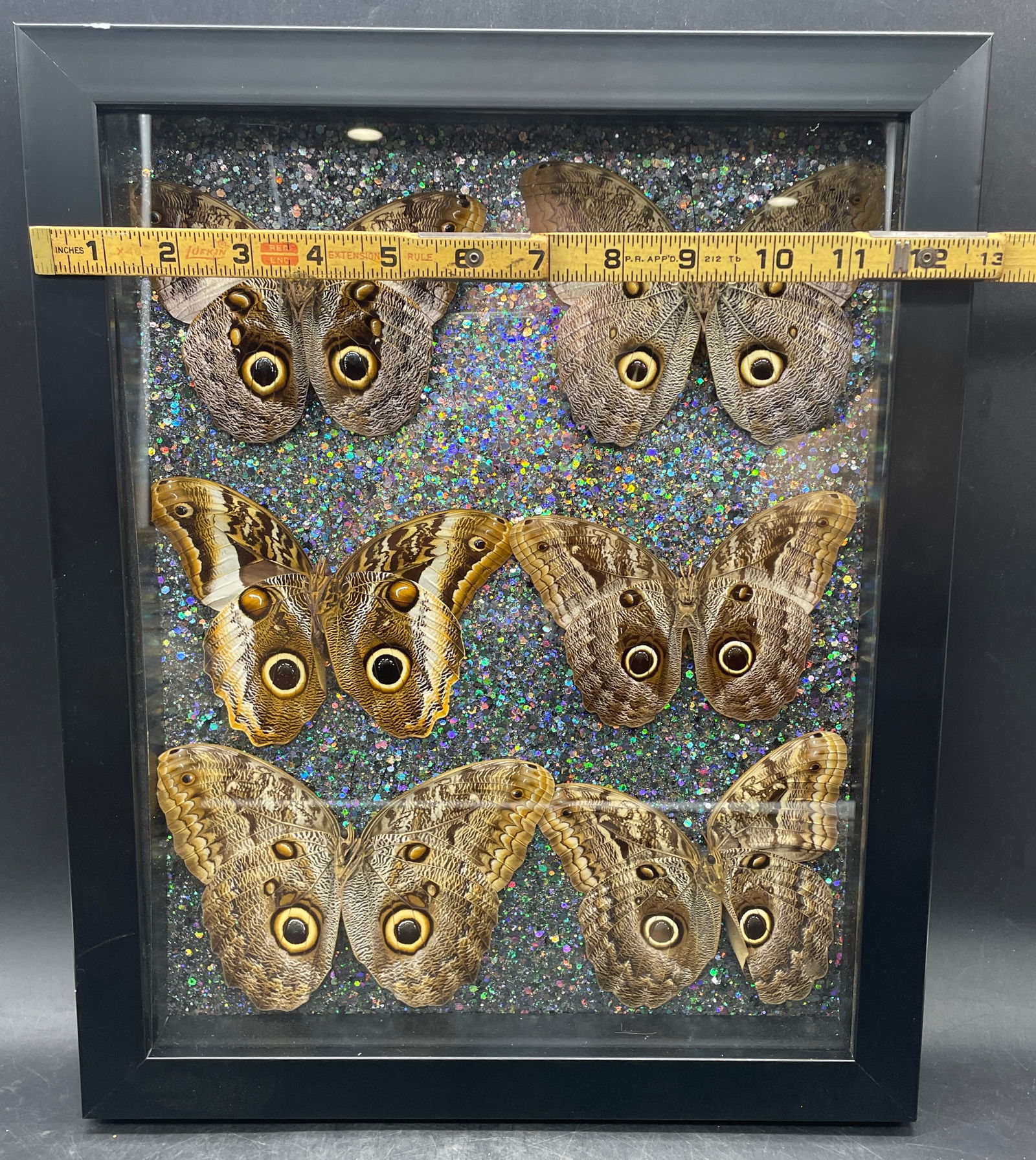 6 Caligo Owl Mimic BUTTERFLY MOUNT FRAMED - 7