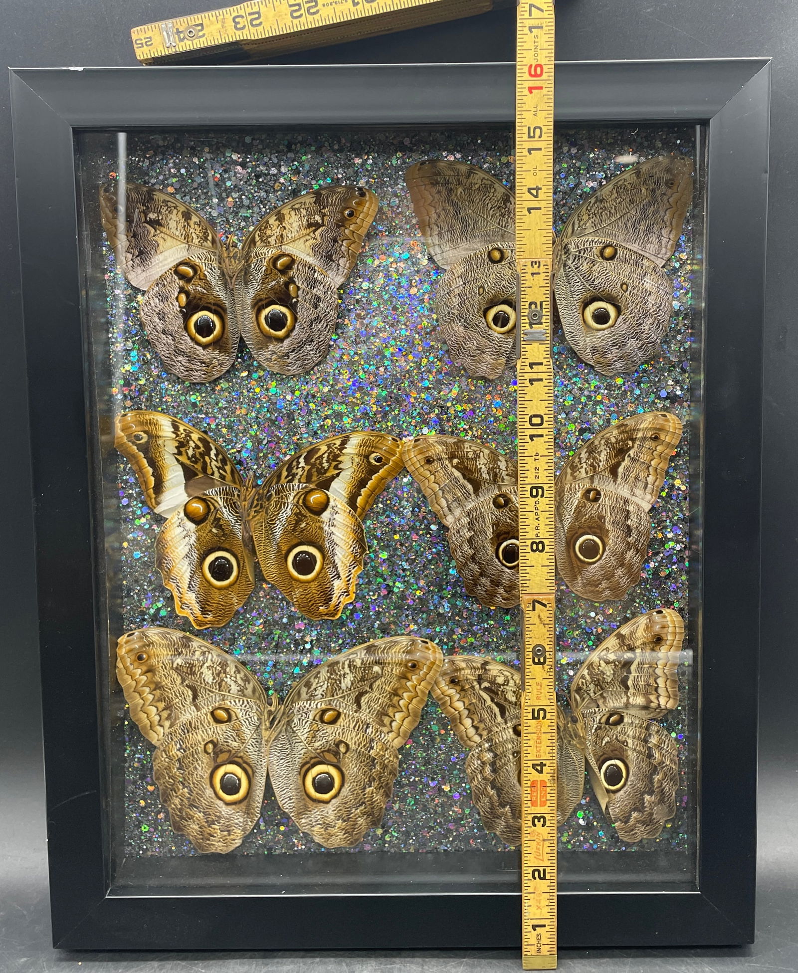 6 Caligo Owl Mimic BUTTERFLY MOUNT FRAMED - 8