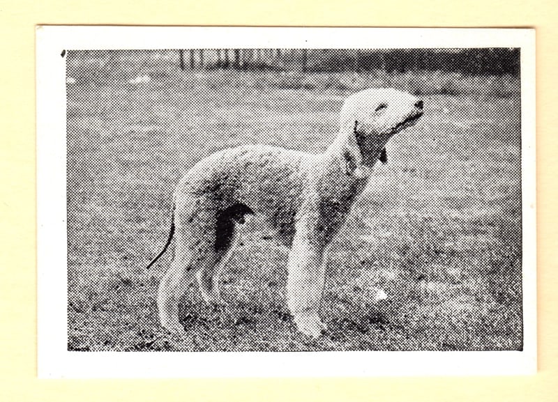 Bedlington Terrier Dog No. 35 Trade Card: Title: Bedlington Terrier Dog No. 35 Trade CardDimension: 1 3/8" tall x 2 1/2" wide.Date: ---Additional Information: Offering a Bedlington Terrier "Dog Series No. 35", advertising "Candy Novelty Co."