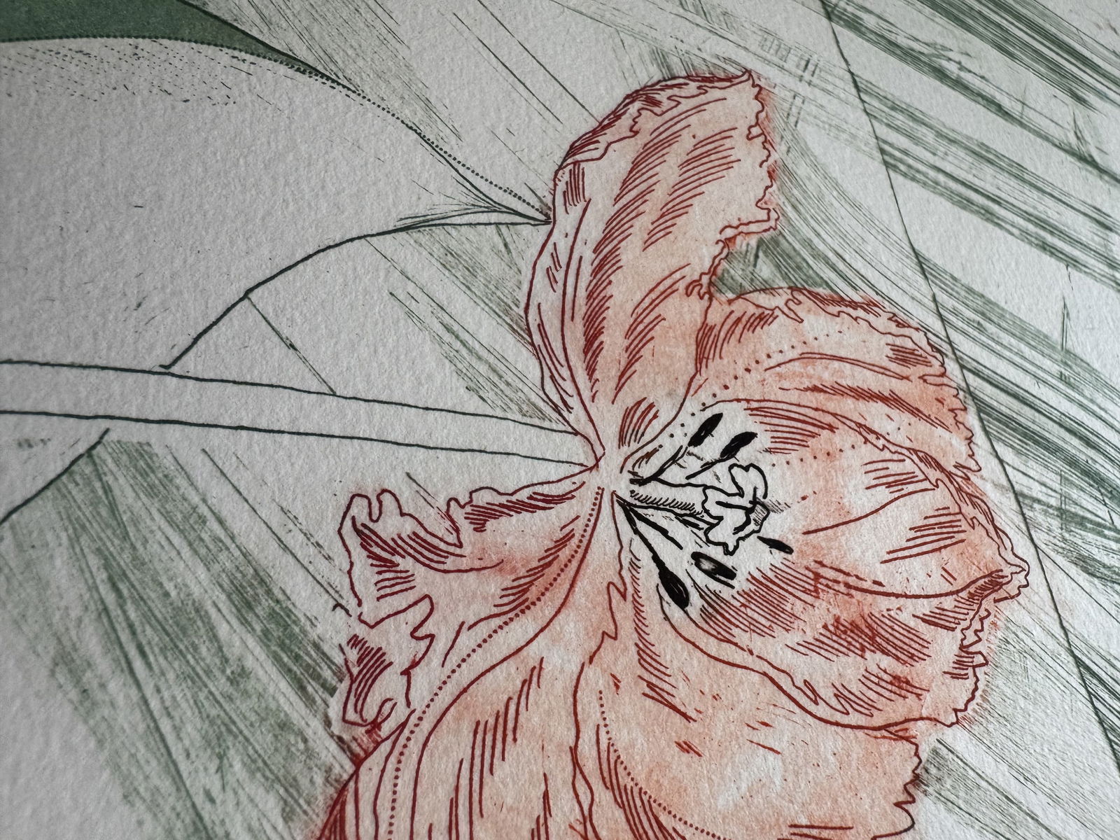 Mary Frank (B.1933) Etching print 1978 signed flower georgia o'keeffe style British-American - 2