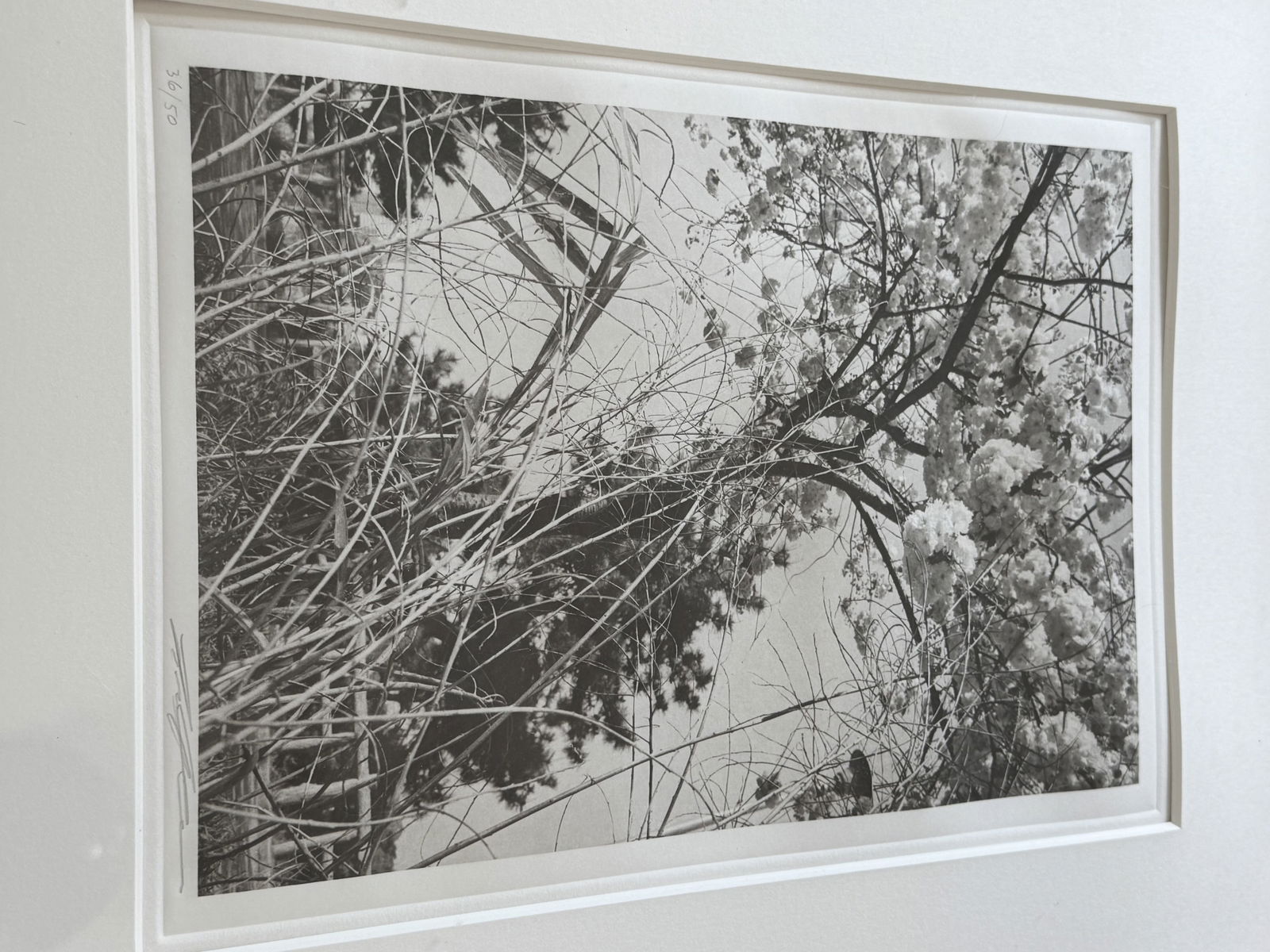 Lee Friedlander 1986- photogravure photo print signed numbered. - 2