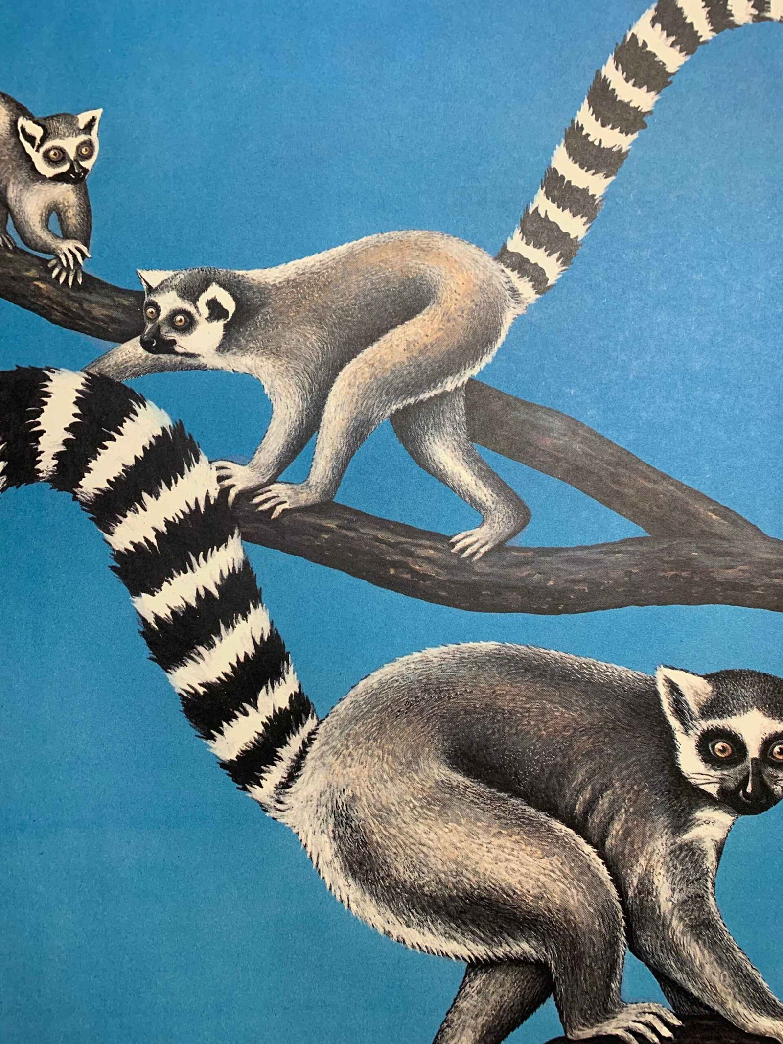 Original Tierpark Berlin Zoo (1974) 22.5 x 32 German Advertising Poster - 3