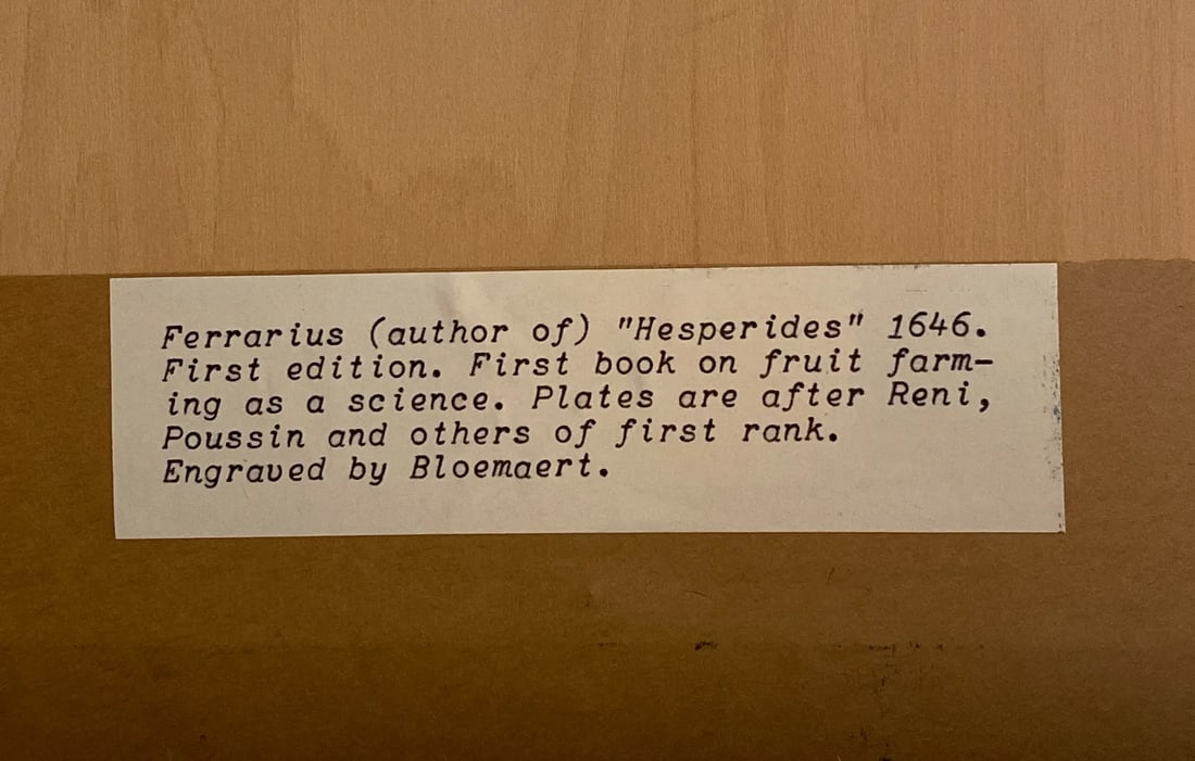 17th Century French Antique Hand Colored Engraving "Hesperides" Engraved by Bloemaert Framed - 7