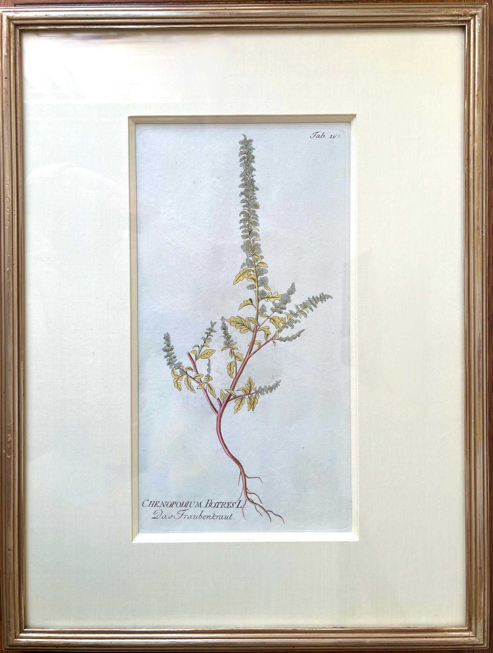 Antique Botanical Prints -Custom Framed-Adolphus Ypey-Set 3 - 4