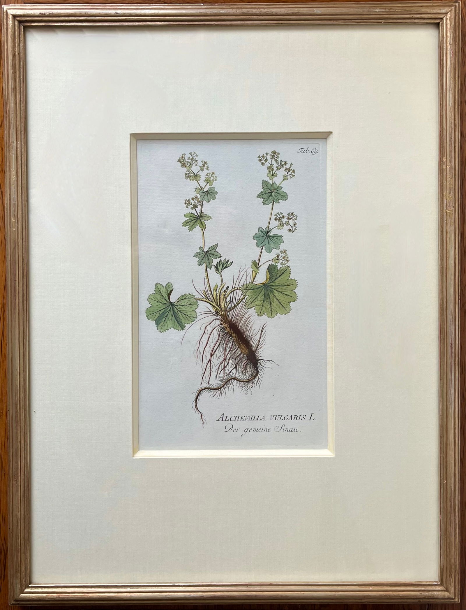 Antique Botanical Prints -Custom Framed-Adolphus Ypey-Set 3 - 5