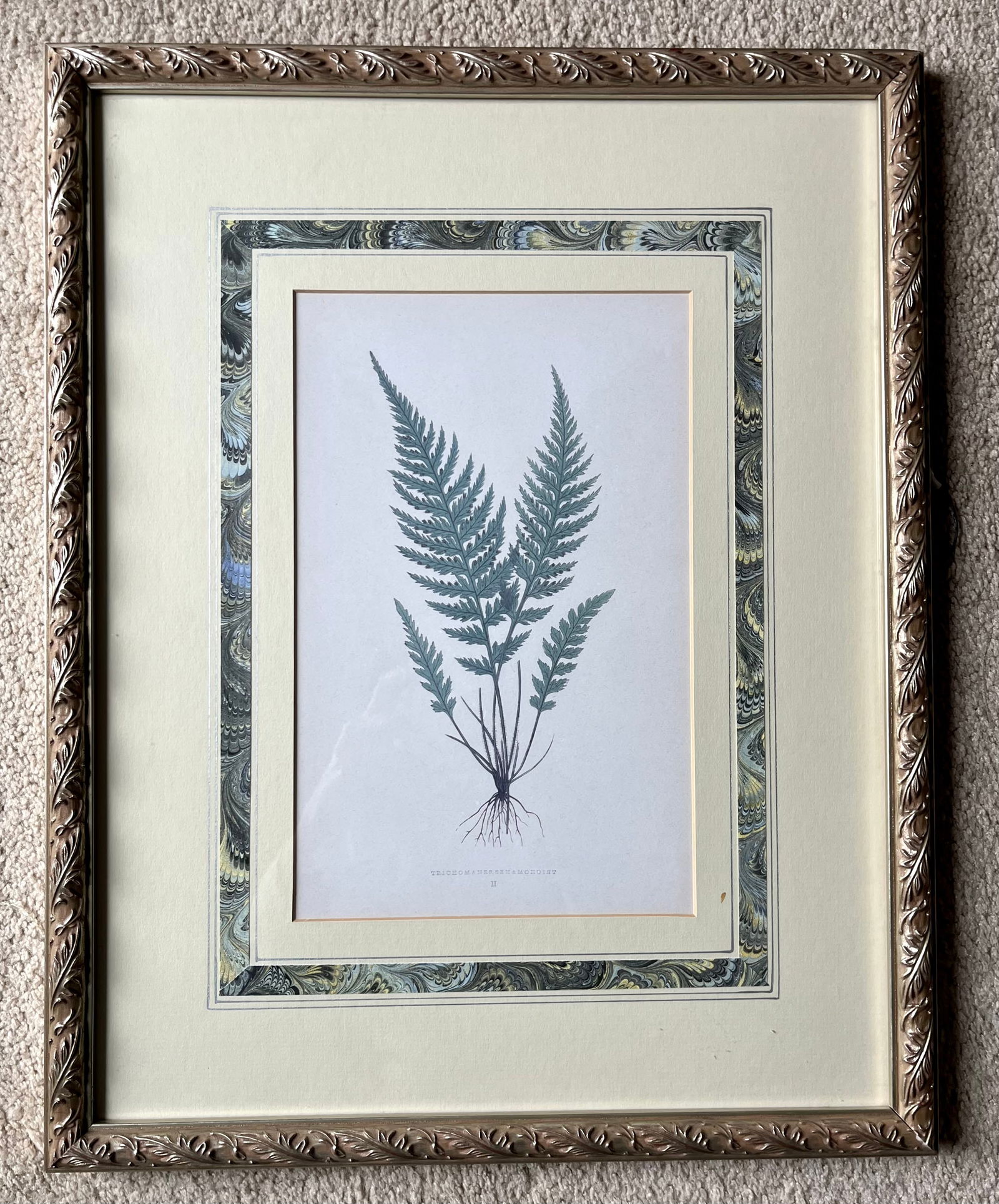 Custom Framed Antique Botanical Fern Prints-Set of 3 - 2