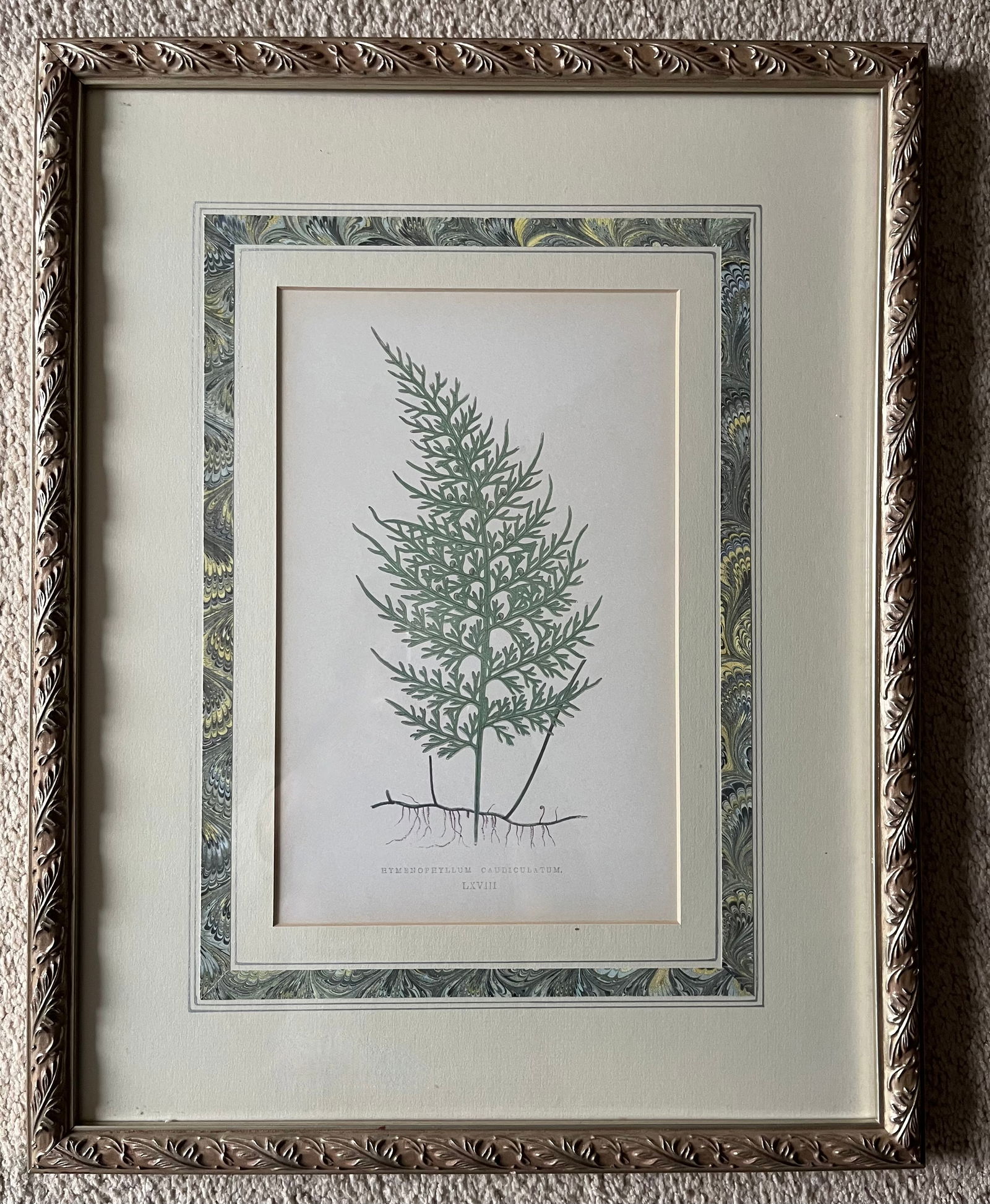 Custom Framed Antique Botanical Fern Prints-Set of 3 - 4